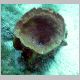 090307_coral02.JPG