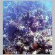 090307_coral03.JPG
