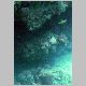 090307_coral05.JPG
