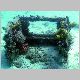 090307_coral_head_to_be01.JPG
