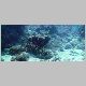 090307_fish01.JPG