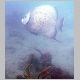 090321_AngelFish01.JPG