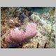 090321_Coral01.JPG