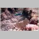 090321_Fish04.JPG