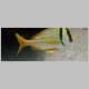 090321_Fish10.JPG