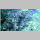 MikeBoatDive_CoralHead_at_40.JPG