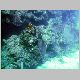 MikeBoatDive_CoralHeat_at_MikeBoat01.JPG